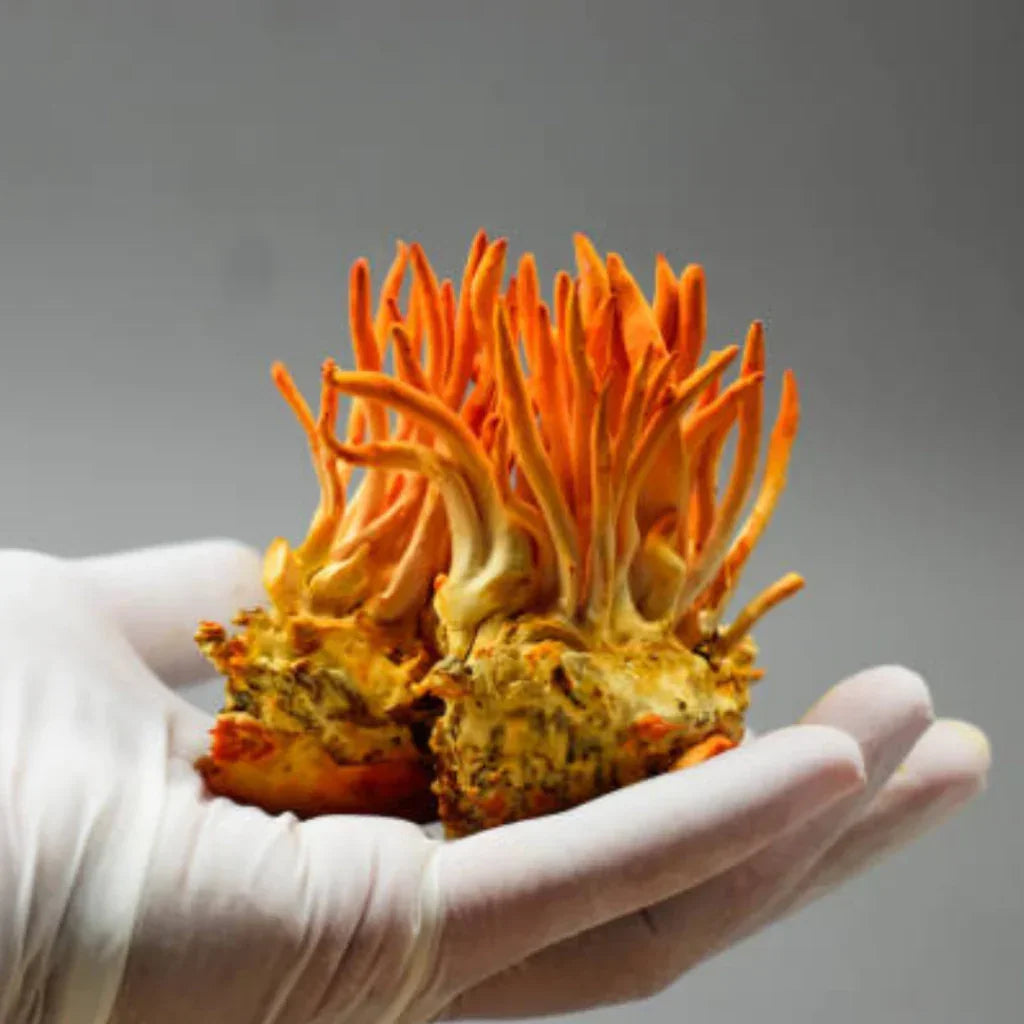 Cordyceps 30ml – Disposição Física e Energia para a Rotina