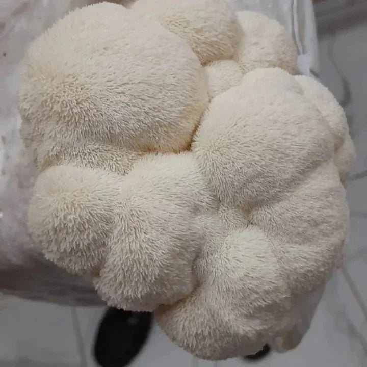 Juba de Leão 30ml – Foco, Clareza Mental e Desempenho Cognitivo